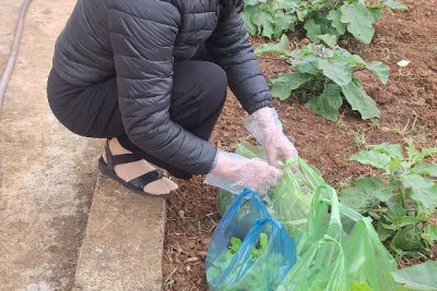 PHONG TRÀO CÔNG TRÌNH MĂNG NON CỦA TRƯỜNG TH LƯƠNG THẾ VINH ĐÓN TẾT NĂM 2026